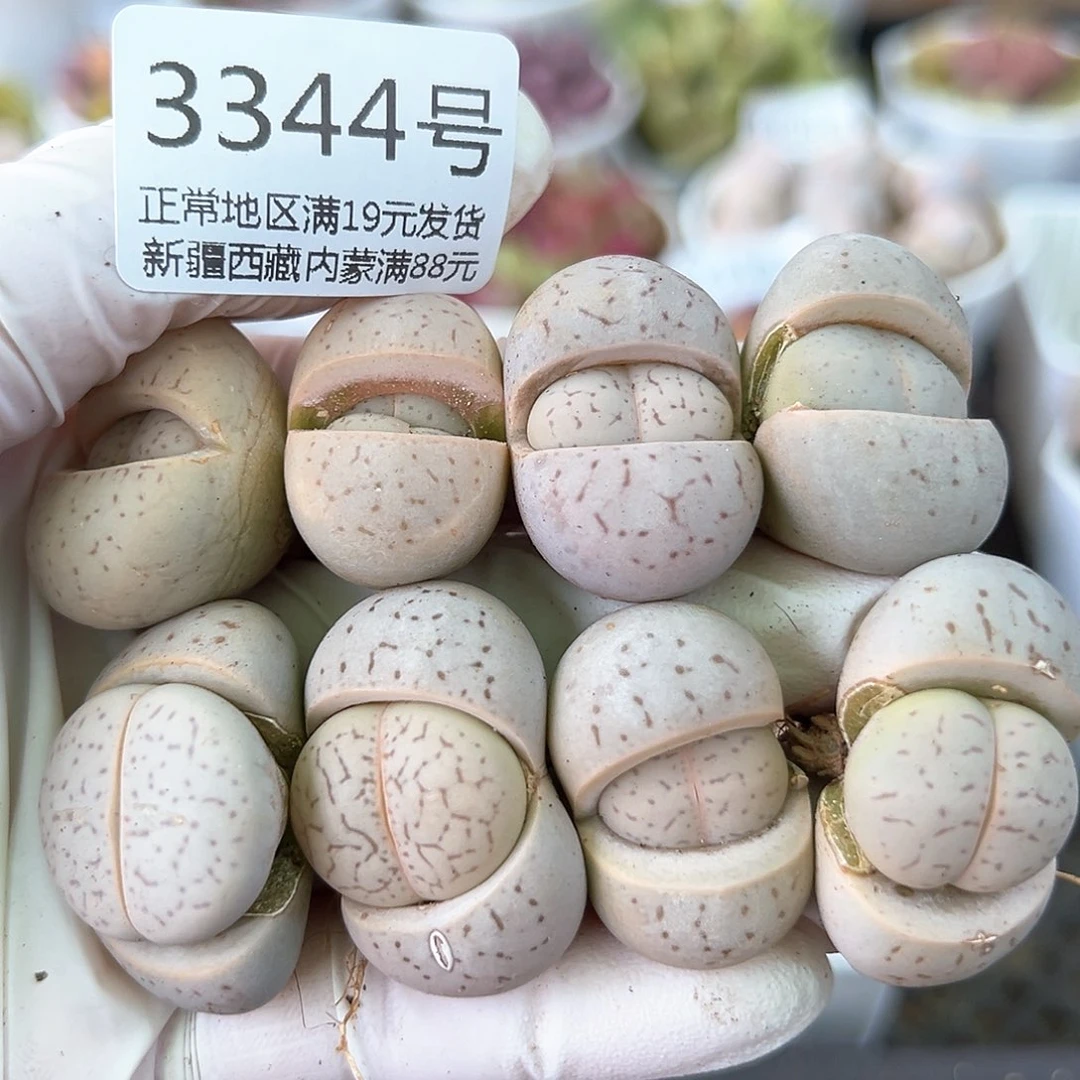 好养易活生石花大母本3344凑单