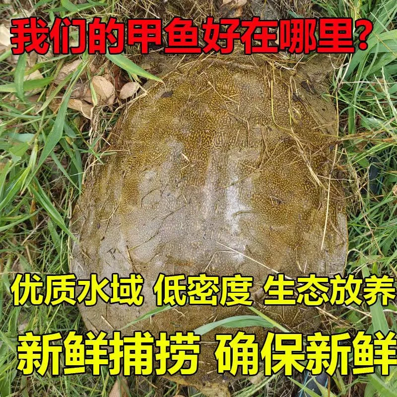 【3只共3-4斤】活外塘生猛中华鳖青黄背水鱼甲鱼包邮到家