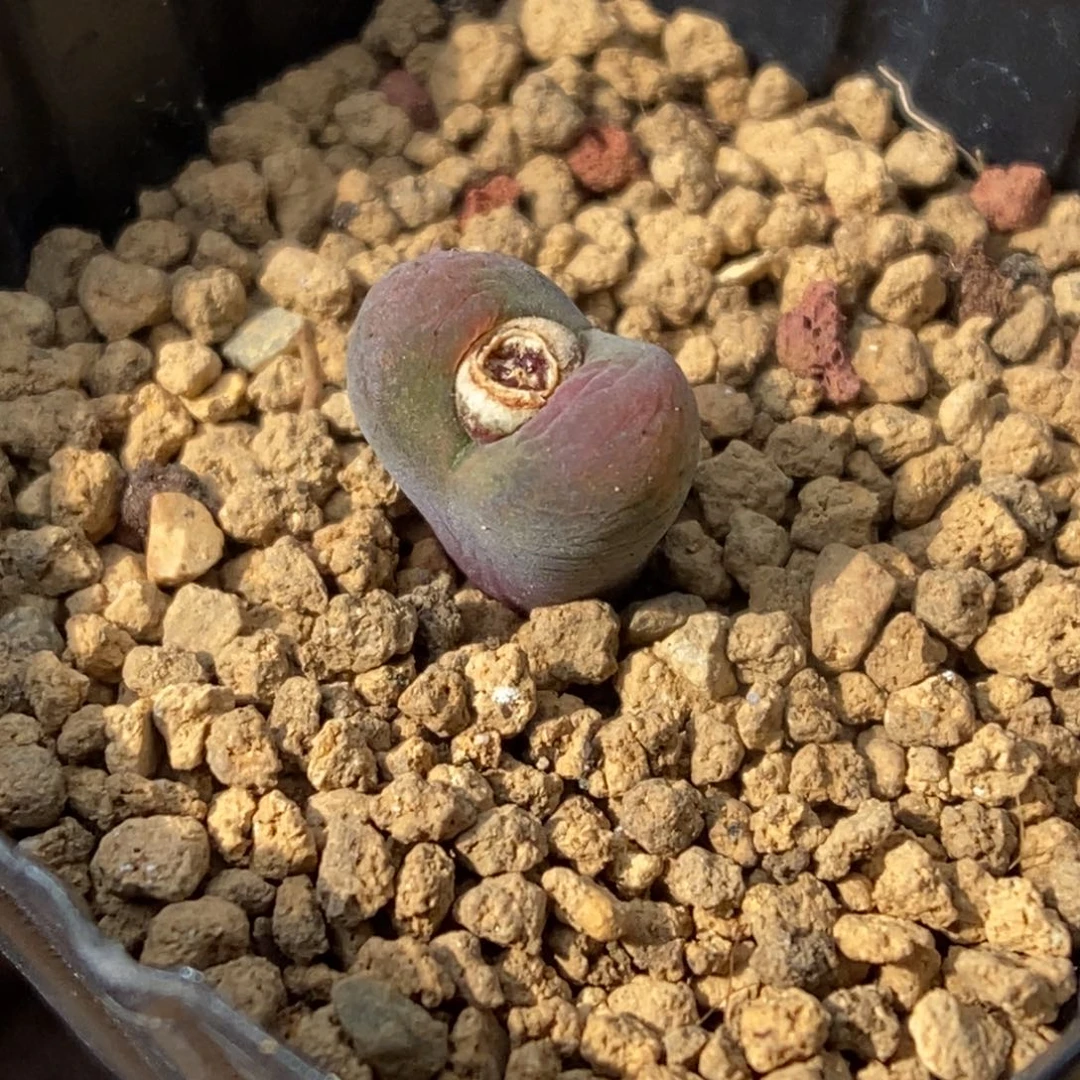多肉植物肉锥杂交K-630