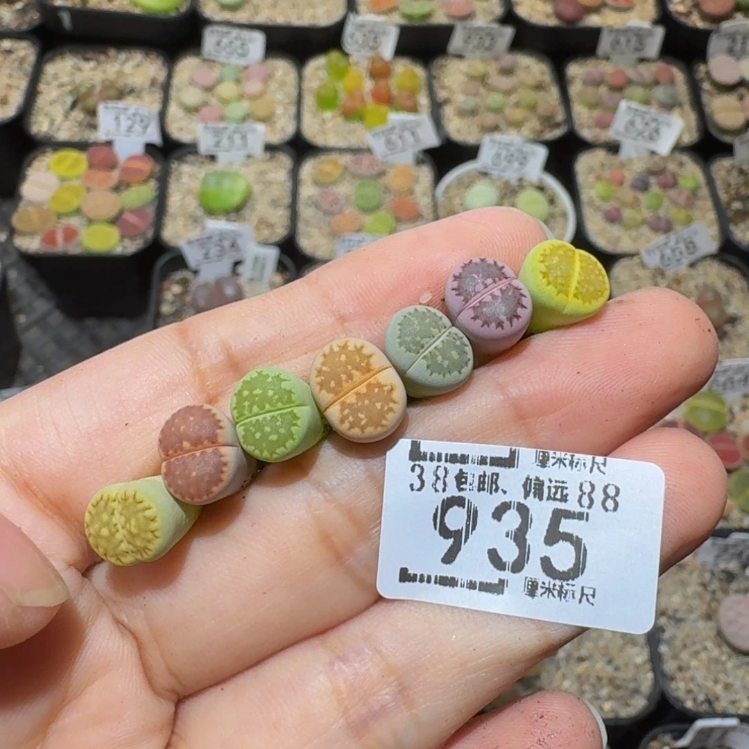 玥***~Ssss精品生石花935