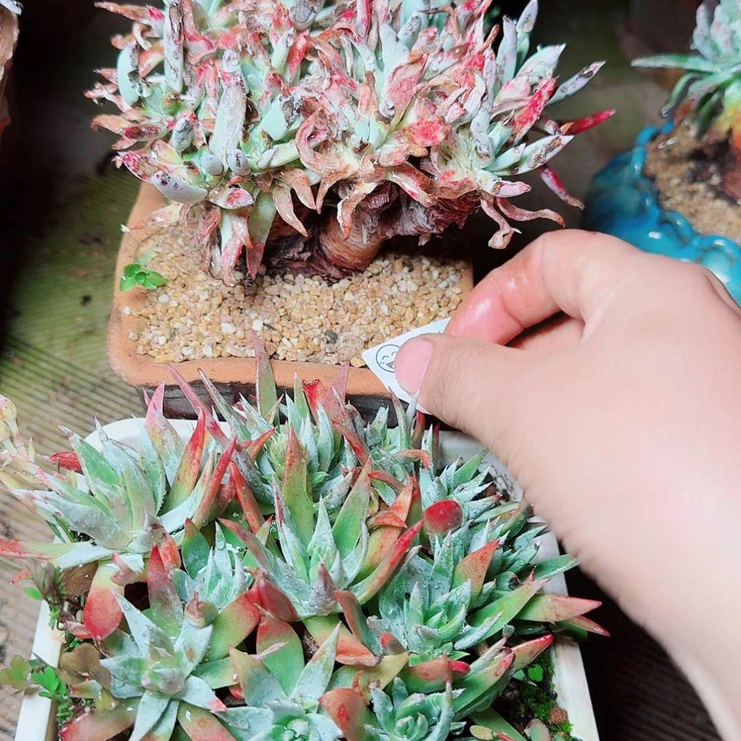 6682两颗一起多肉