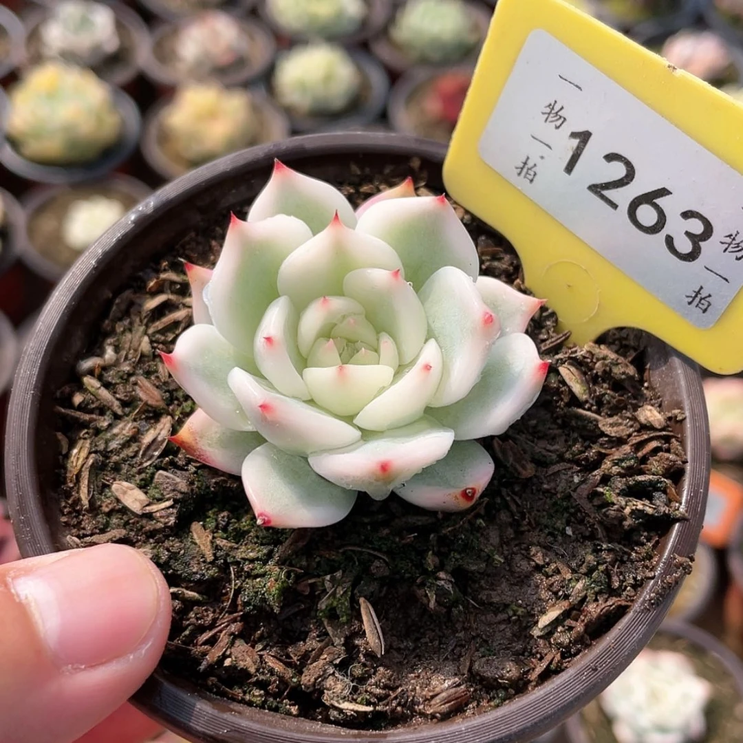 【闪购商品】1263号
