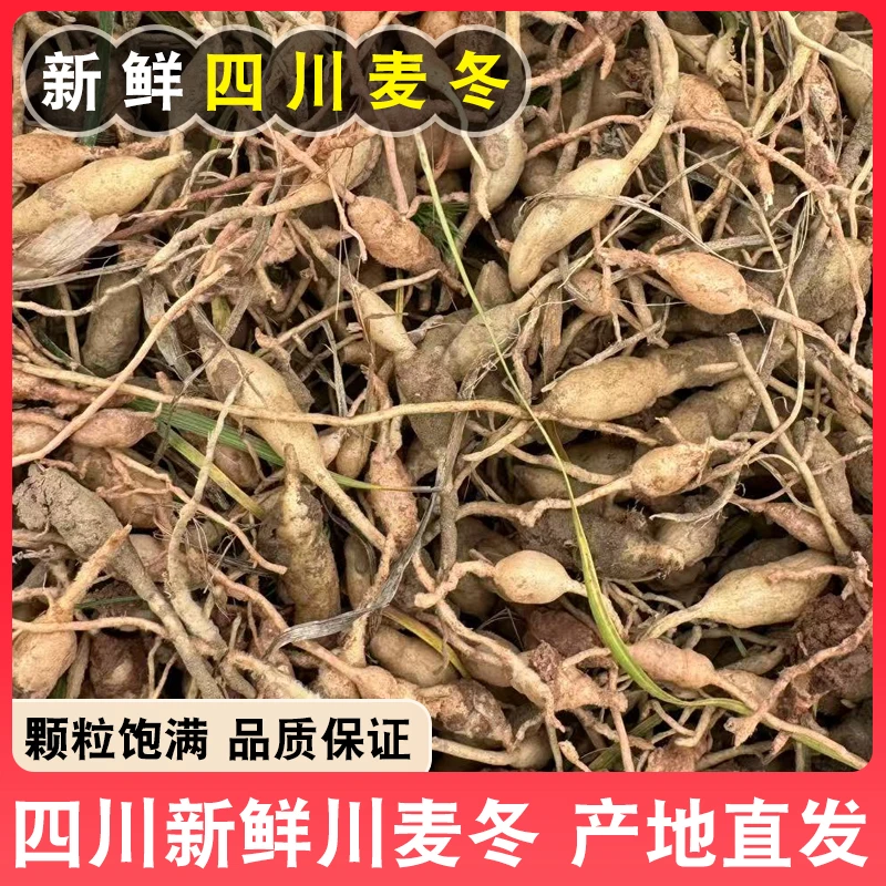 新鲜川麦冬现挖四川产地直发鲜活麦冬果绵阳带心生麦冬泡水泡茶