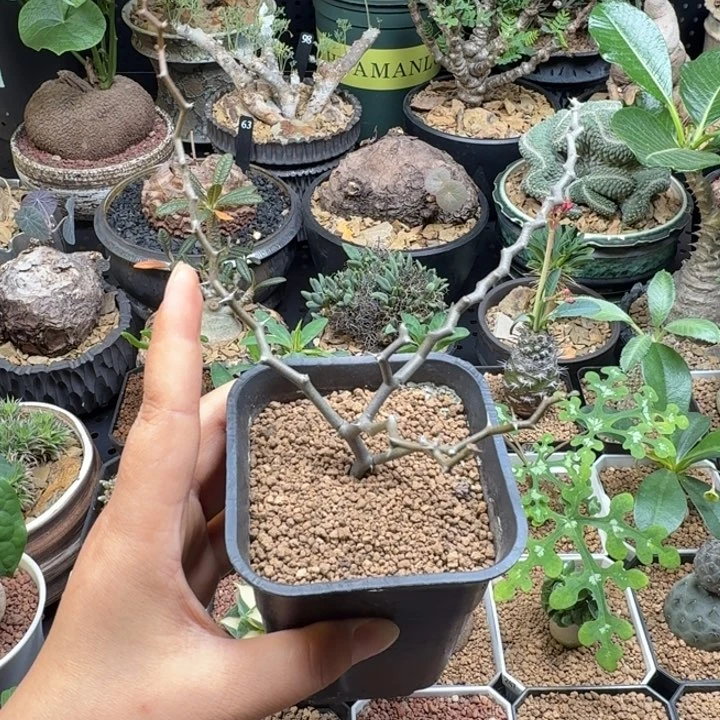 ˋ***。弯曲龙 286 仙人球