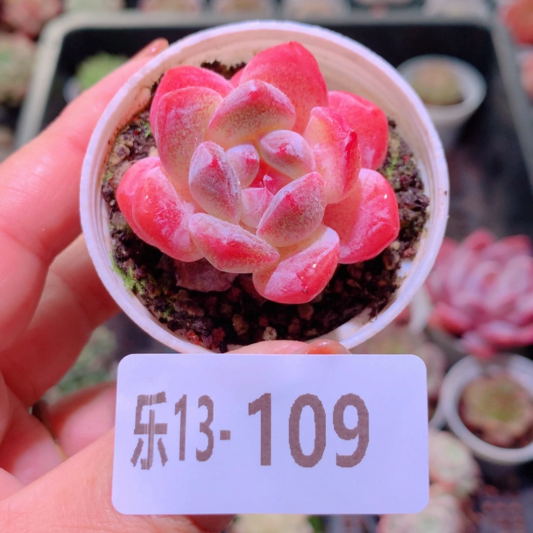 乐然13-109 冰娃娃