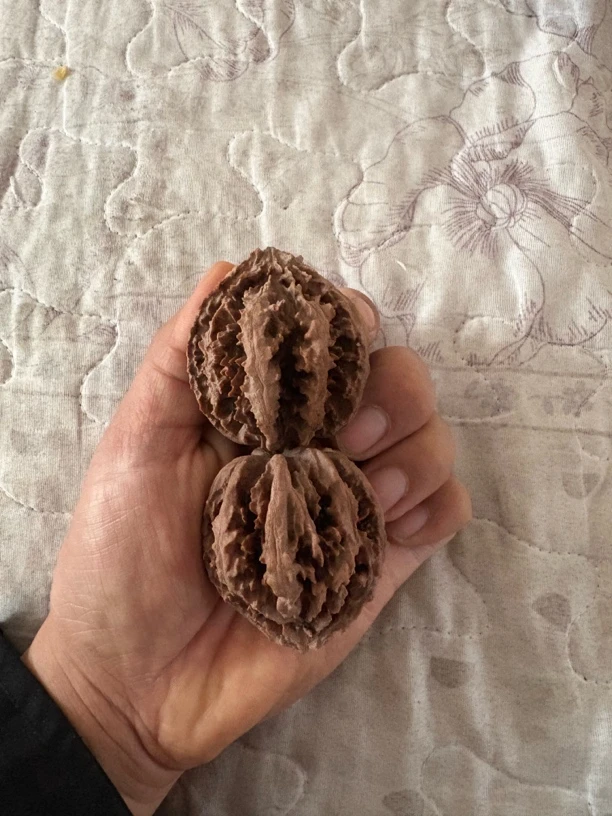 秦岭野生核桃灯笼