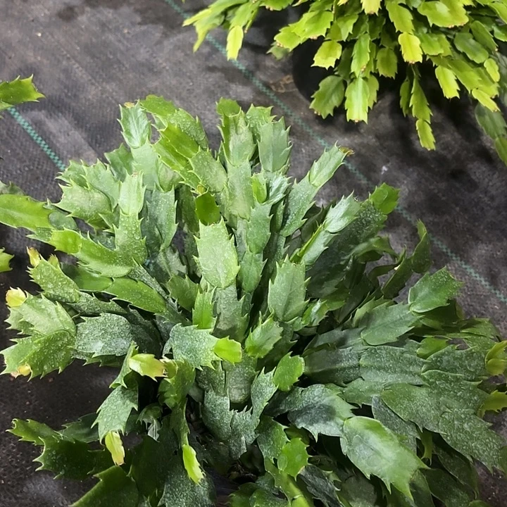石***娃当前无花栽培后可以开花