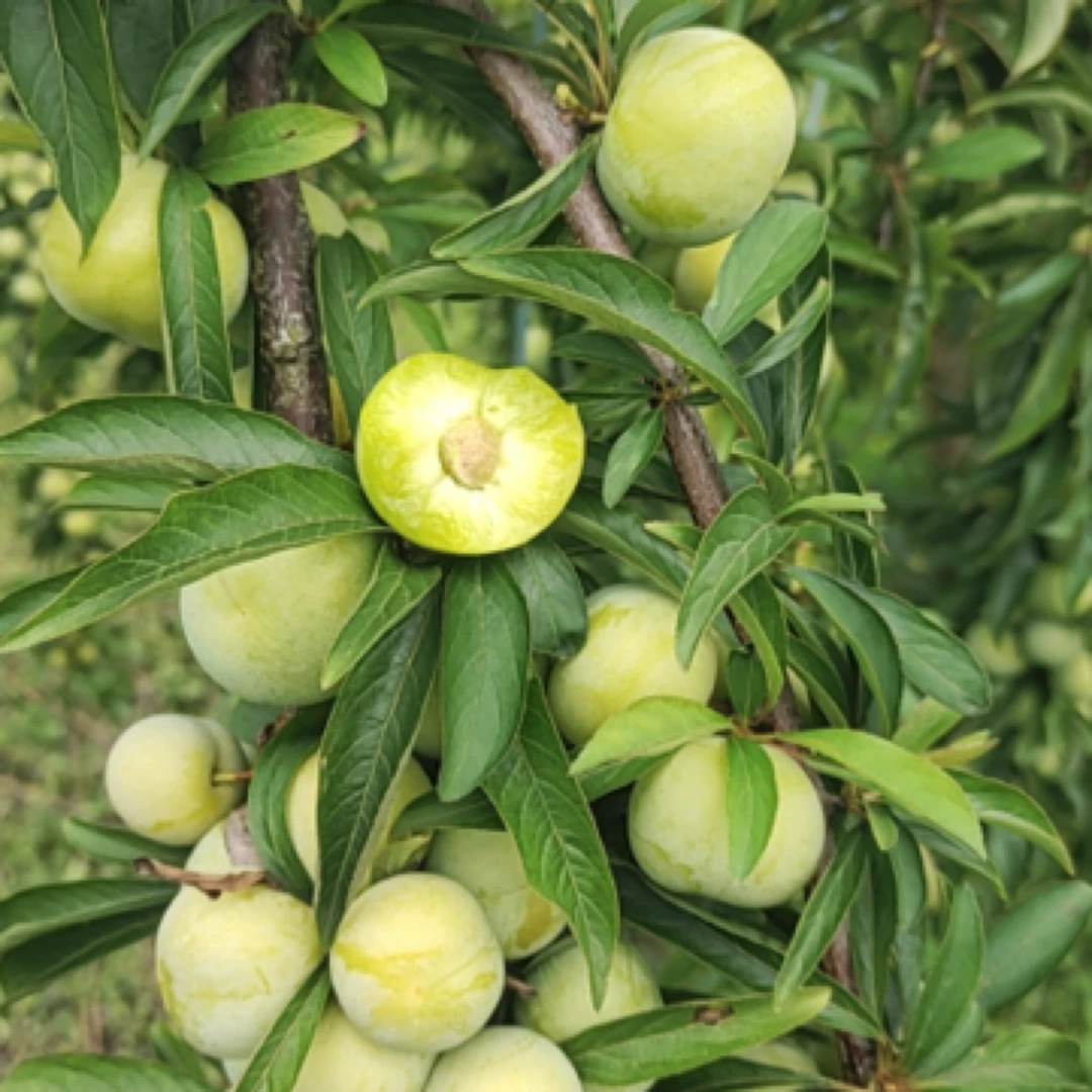 云南4月脱骨青脆李