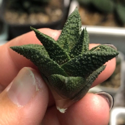 木立龙鳞侧牙无根哈哈哈