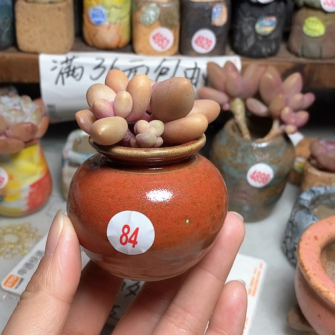 红陶拍5送一个小