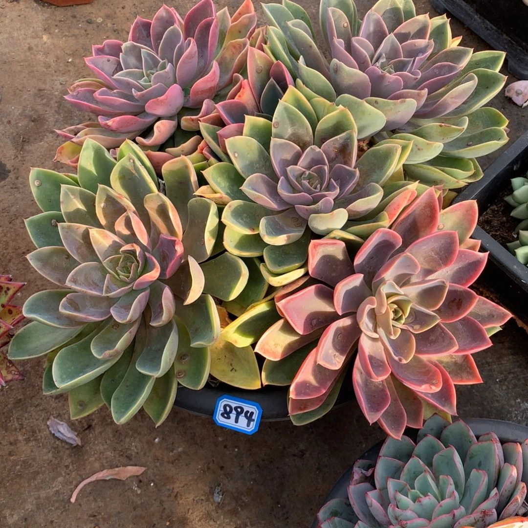 894紫气东来 一物一拍多肉