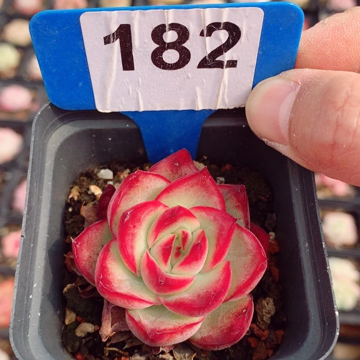 新年福利多肉5.5cm