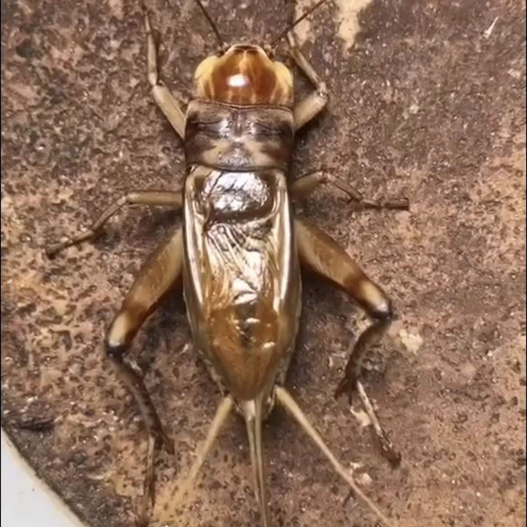 蟋蟀科昆虫油葫芦鸣虫活体北京品种深紫浅紫油葫芦