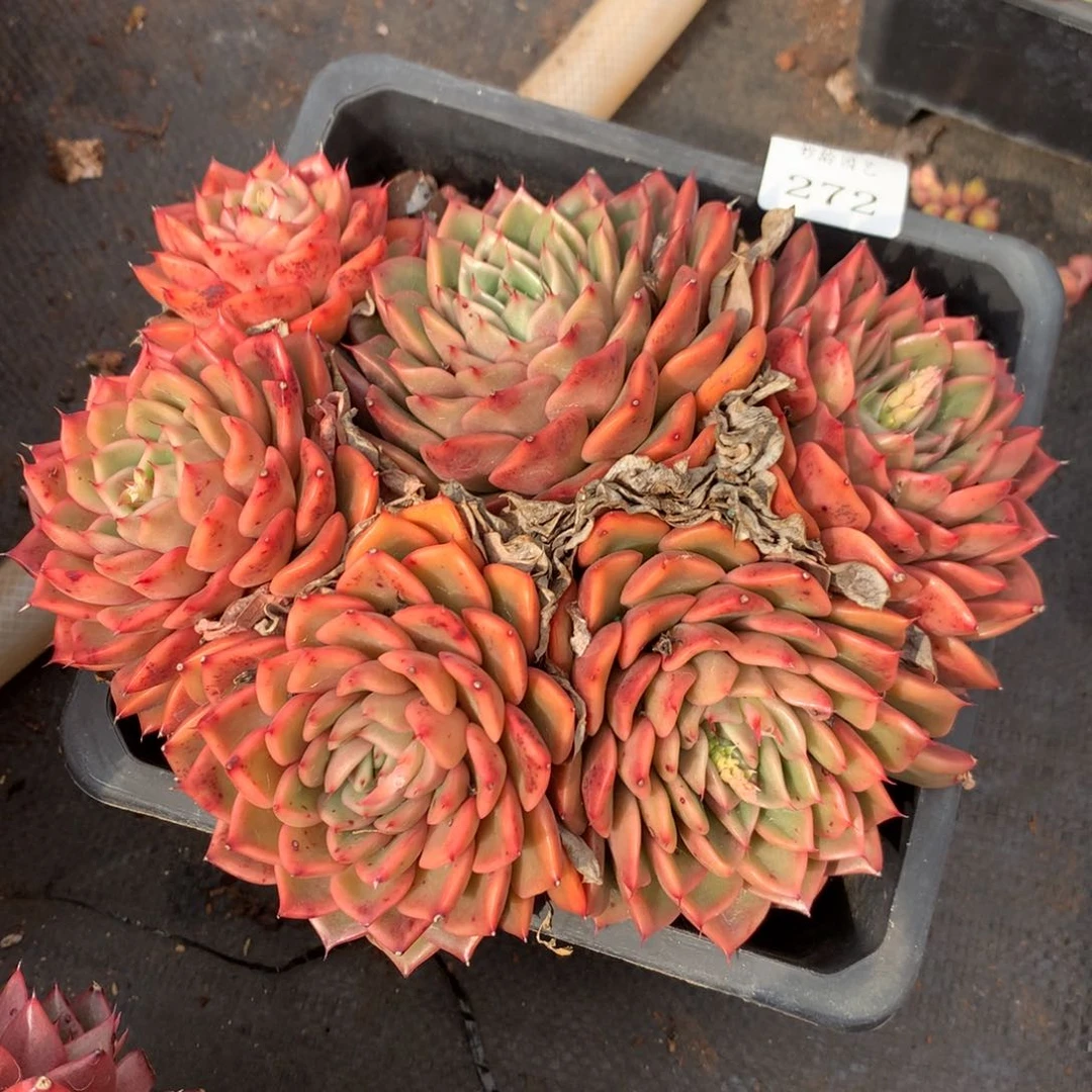 272新年快乐发发发