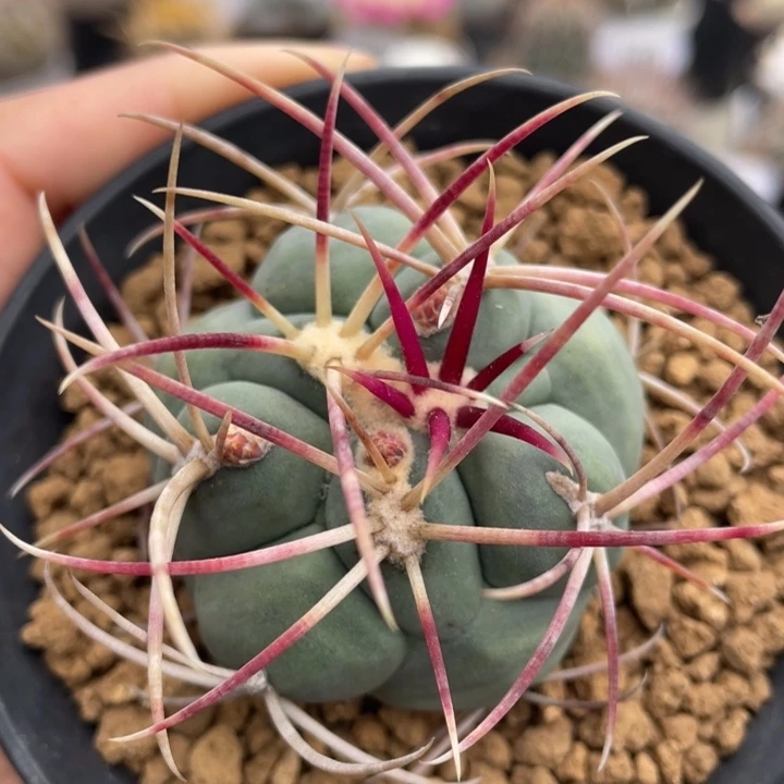 绯冠龙        实生根