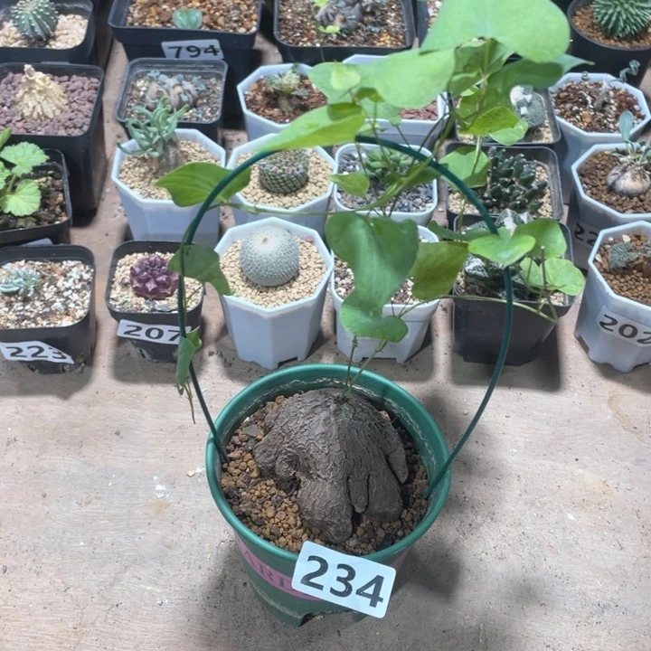 234象足龟甲龙块根