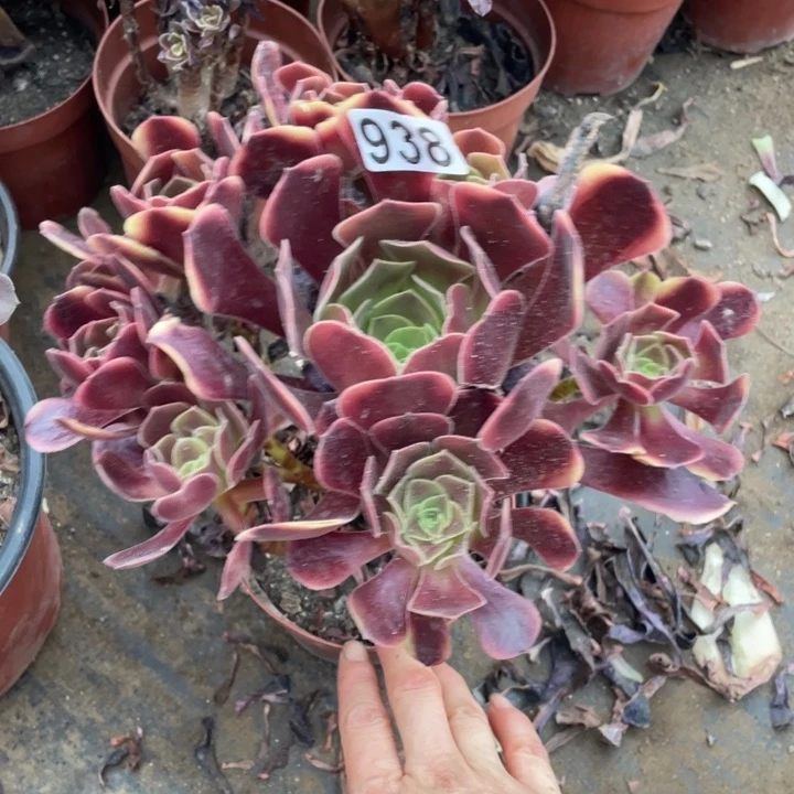 938欧嘉莉法师多肉植物