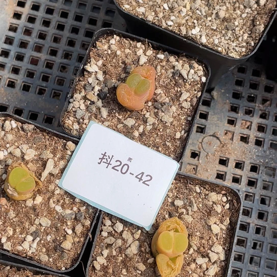 姬**君20-42肉锥多肉植物