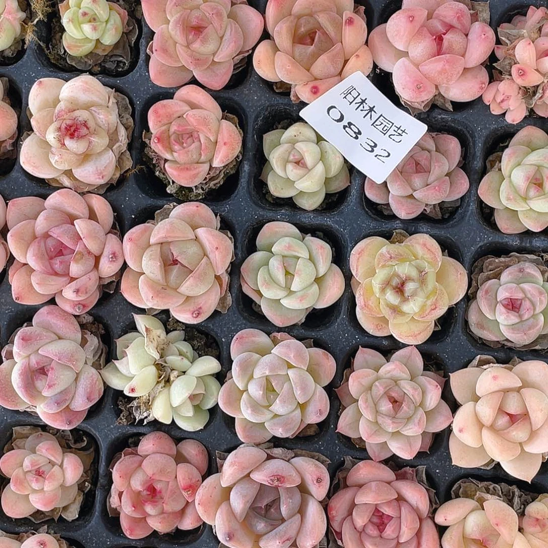 y***y多肉植物多肉植物832