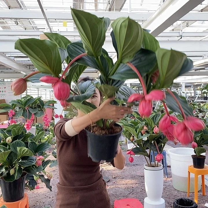 欣****全部花苞8花苞玫红