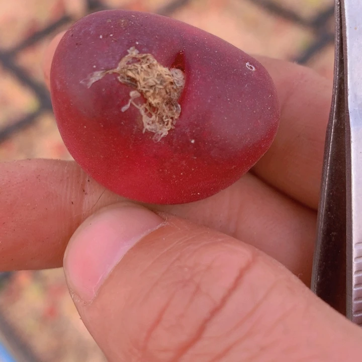 155556669989866559655456855685