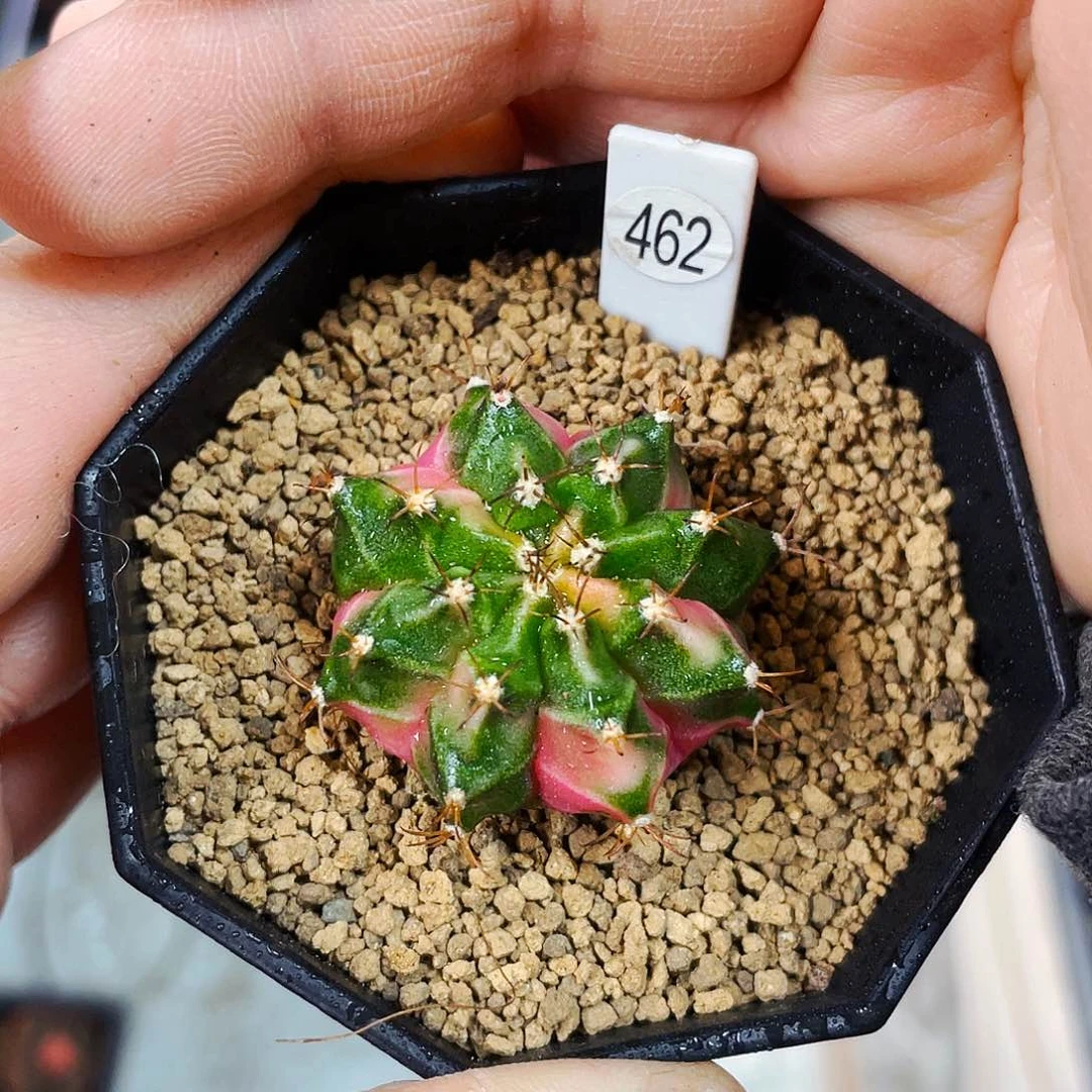 泡泡糖非偏远地区满25包邮仙人球3cm