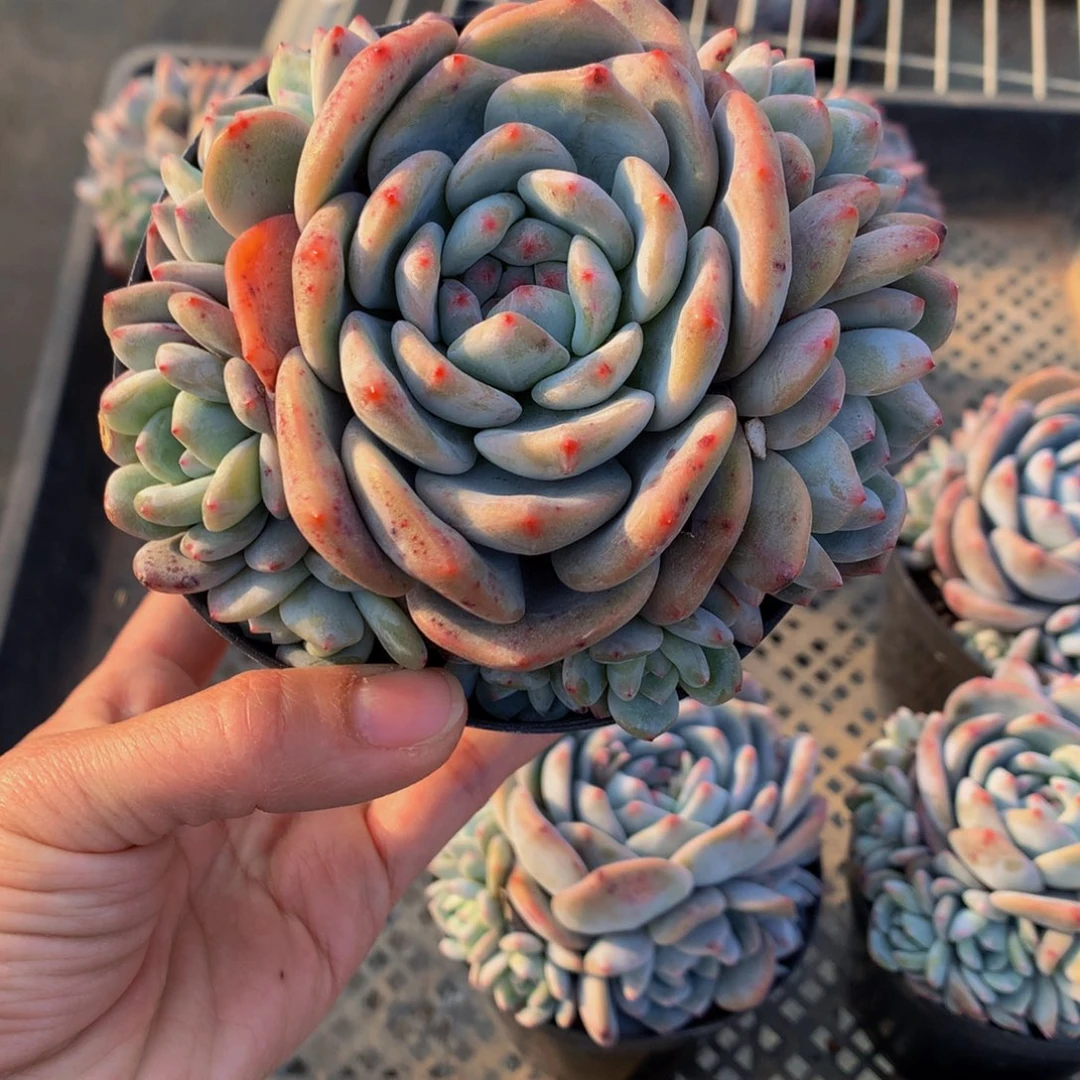 21320多头一个嗯嗯嗯哦