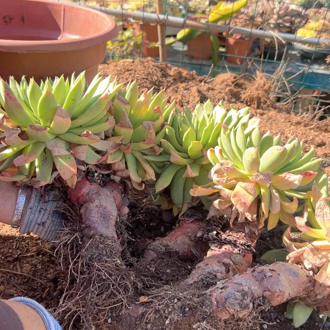 野生进口仙女杯仙女杯一株