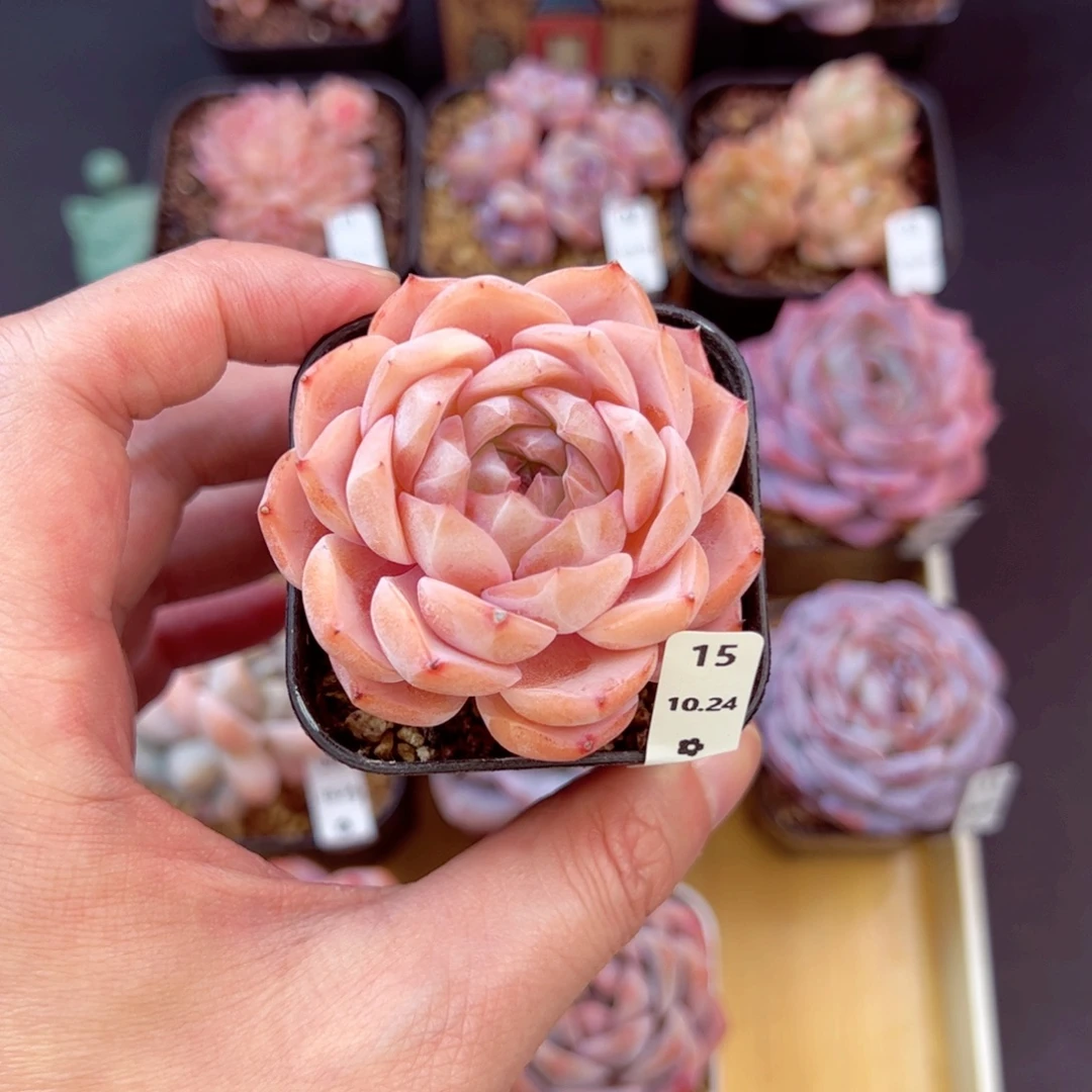 好好看15、哈哈哈哈哈