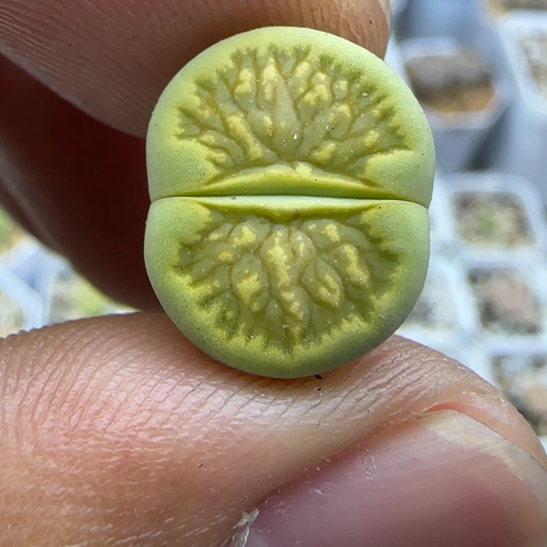 806 生石花大棚直播