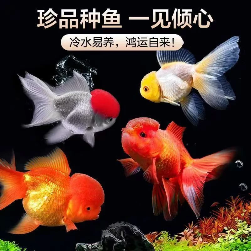 【喜喜】国粹鸿运当头鱼观赏鱼鹤顶红狮子头金鱼活鱼丹顶冷水鱼淡水