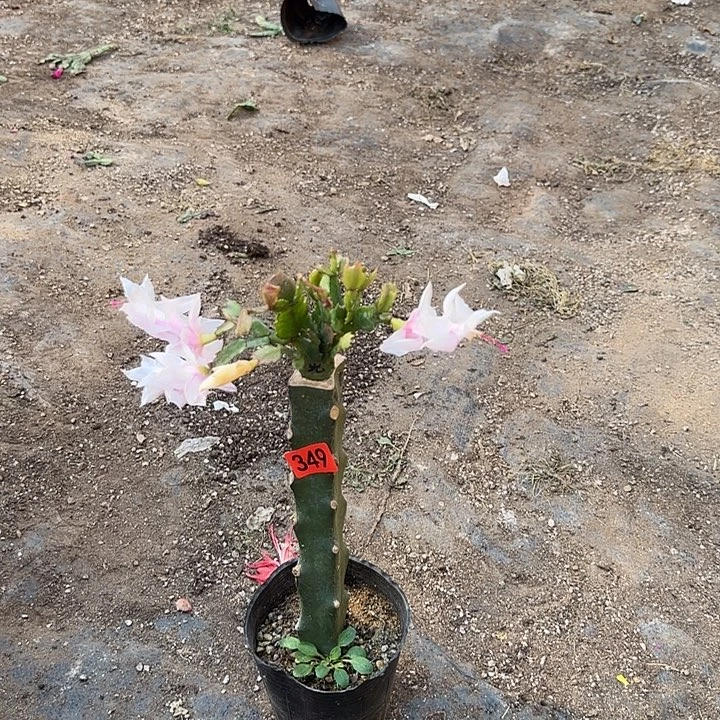 5***2349嫁接蟹爪兰：凯西利亚（随单）