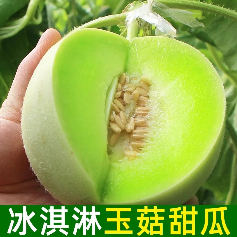 山东产地直发玉菇甜瓜当季新鲜冰淇淋口感甜糯水果爆汁当季蜜瓜