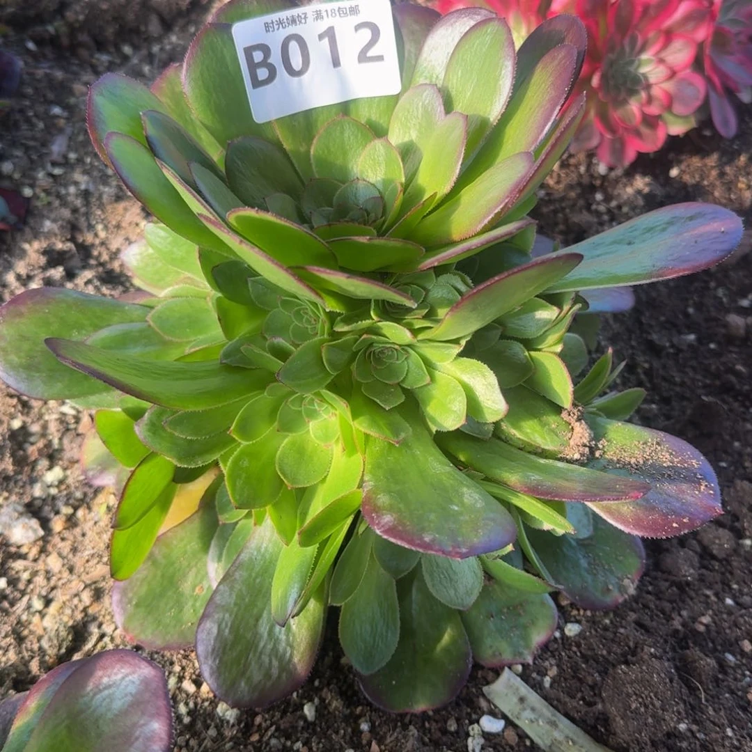 洛*012雨荷多肉植物