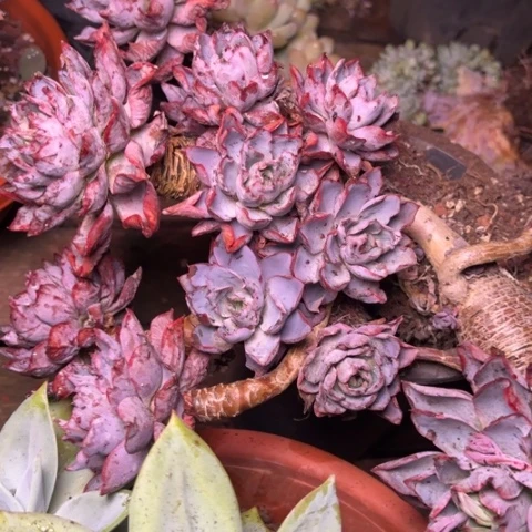 ㊒**气多肉植物的植物