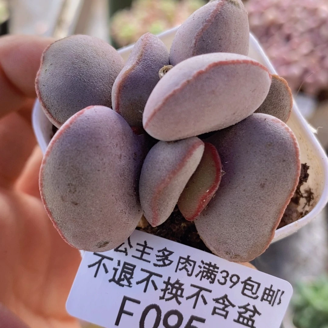 小红蛋4cm095多肉植物