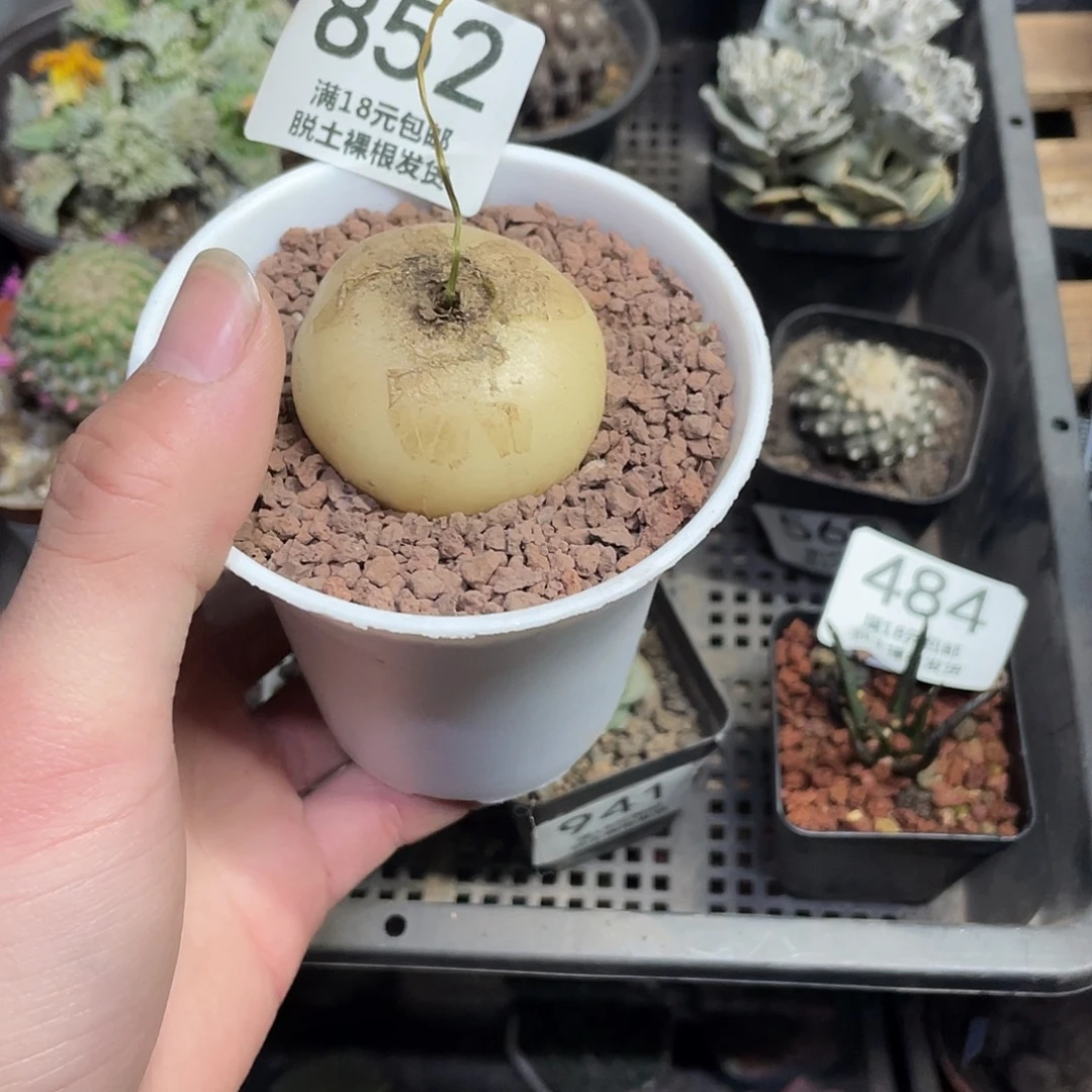 852鹿角苍角殿（满18包邮）
