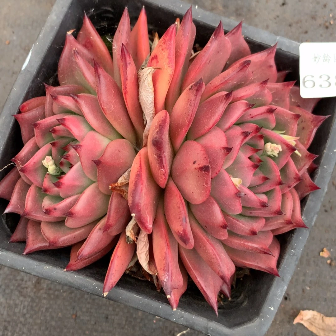 6380杂交精品基地13厘米