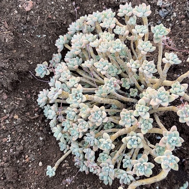 叶***子多肉植物实物直播实物223