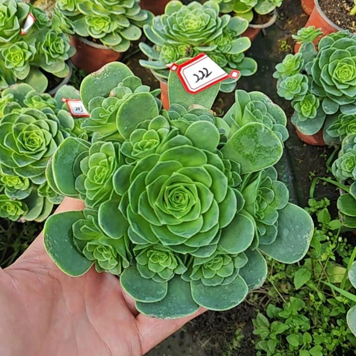 山地玫瑰多肉 222
