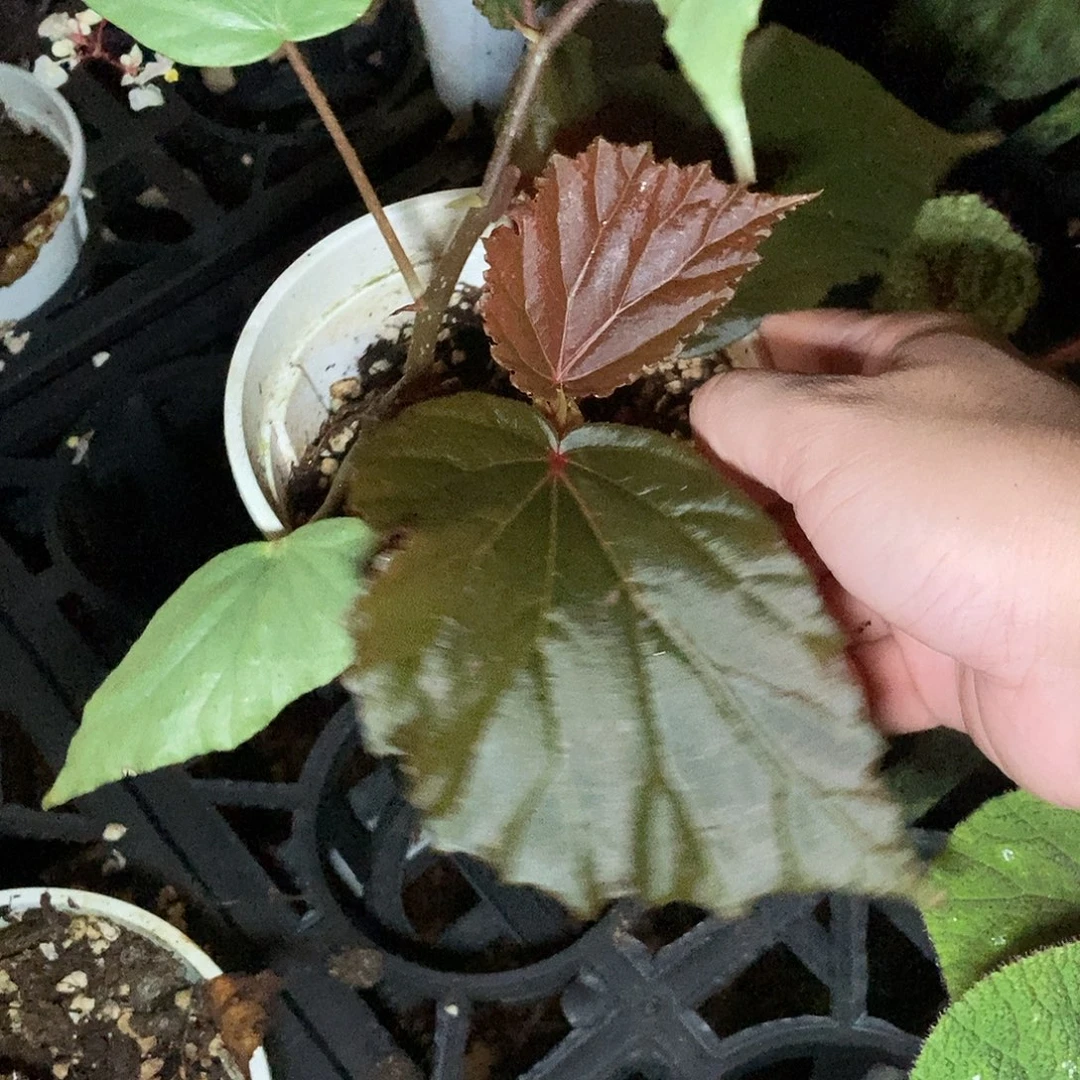 黑蝙蝠一物一拍01
