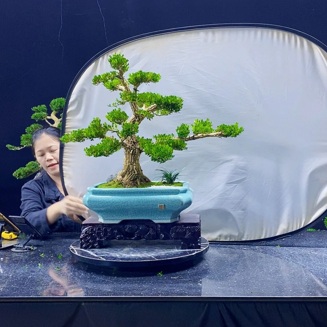 无花朵黄杨盆景造型