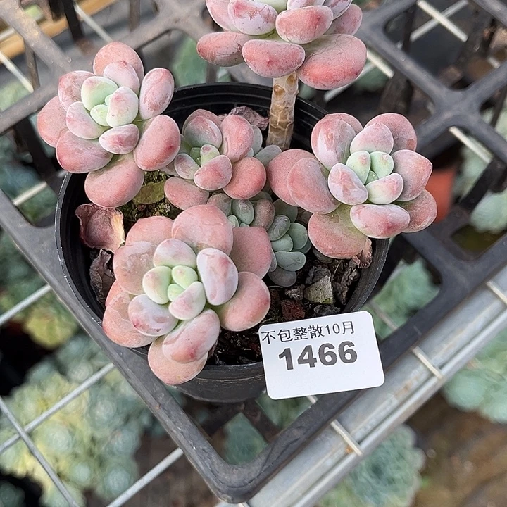 遥***远阿雅园艺。       1466洛神