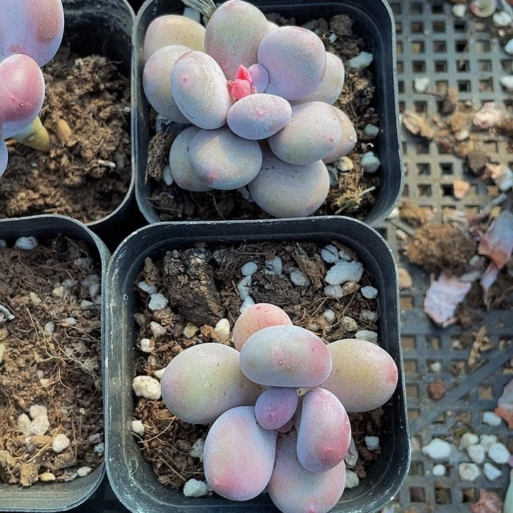 蛋黄奶2.8带盆土发