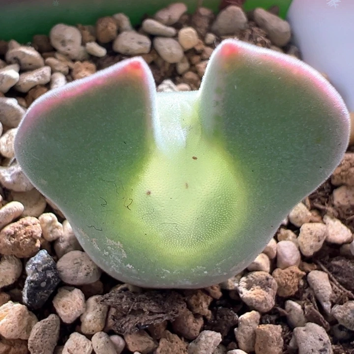 A209。青蛙种源优选三年大眼空蝉。 必爆头。  内里双头。