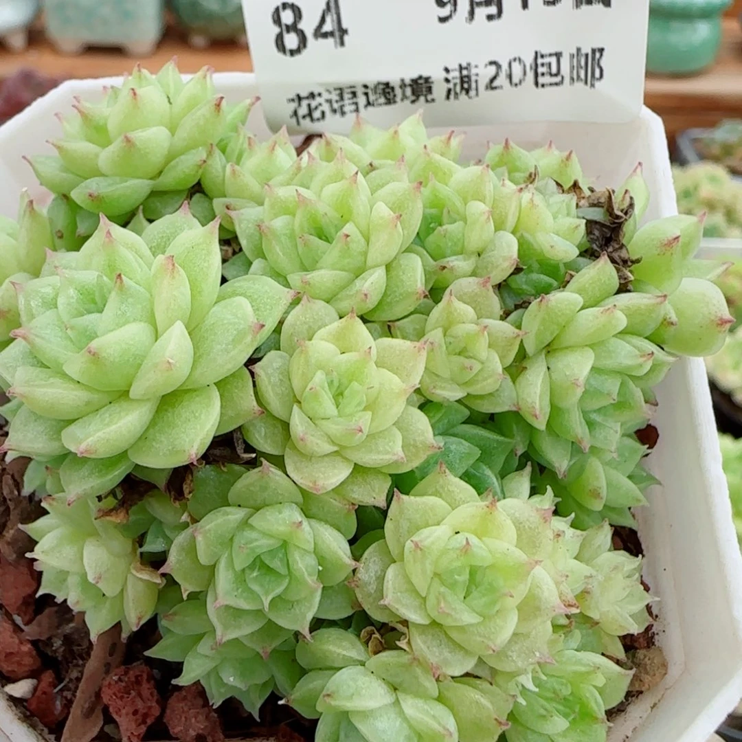 花语逸镜0915-84散