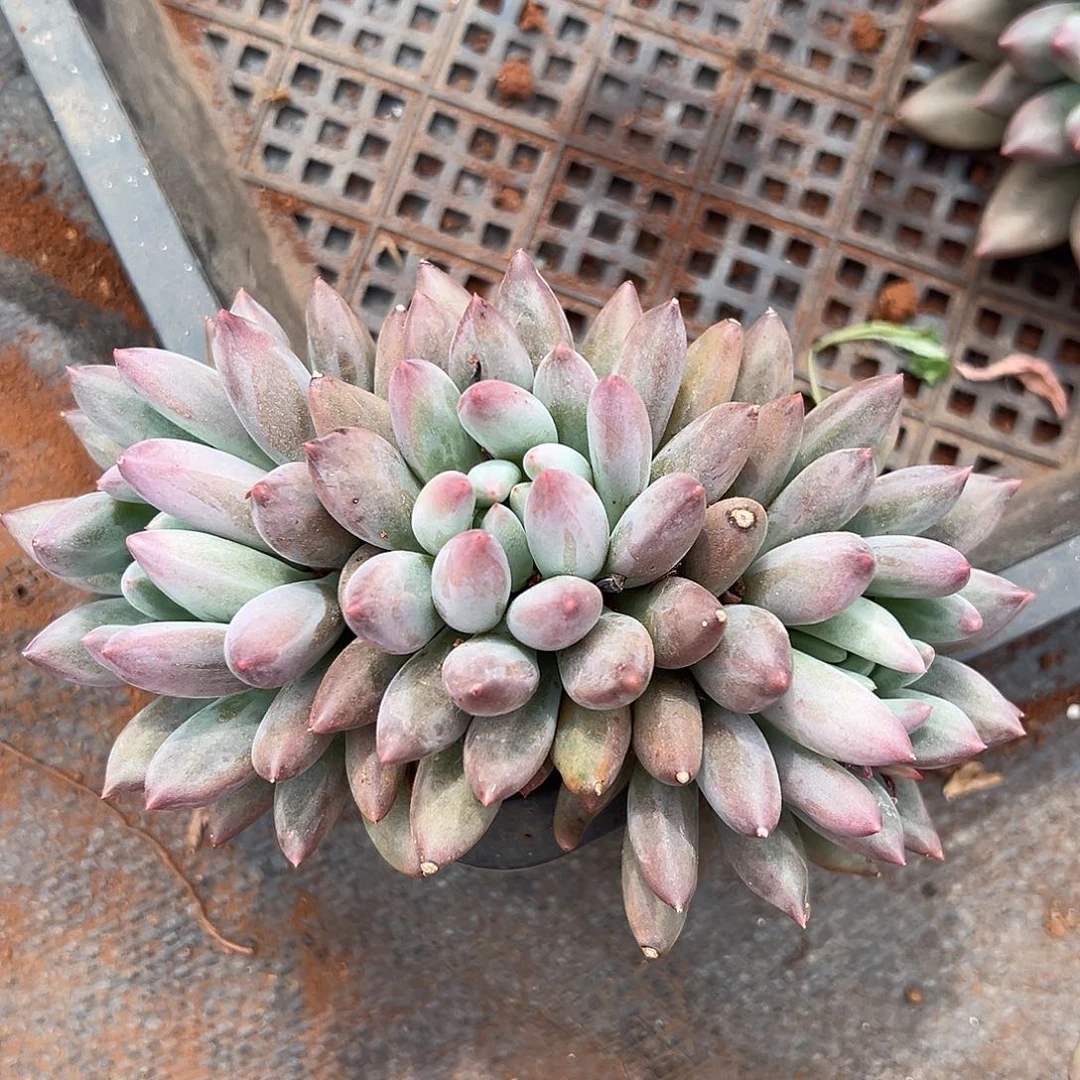 530030 水晶球三头无砍老庄