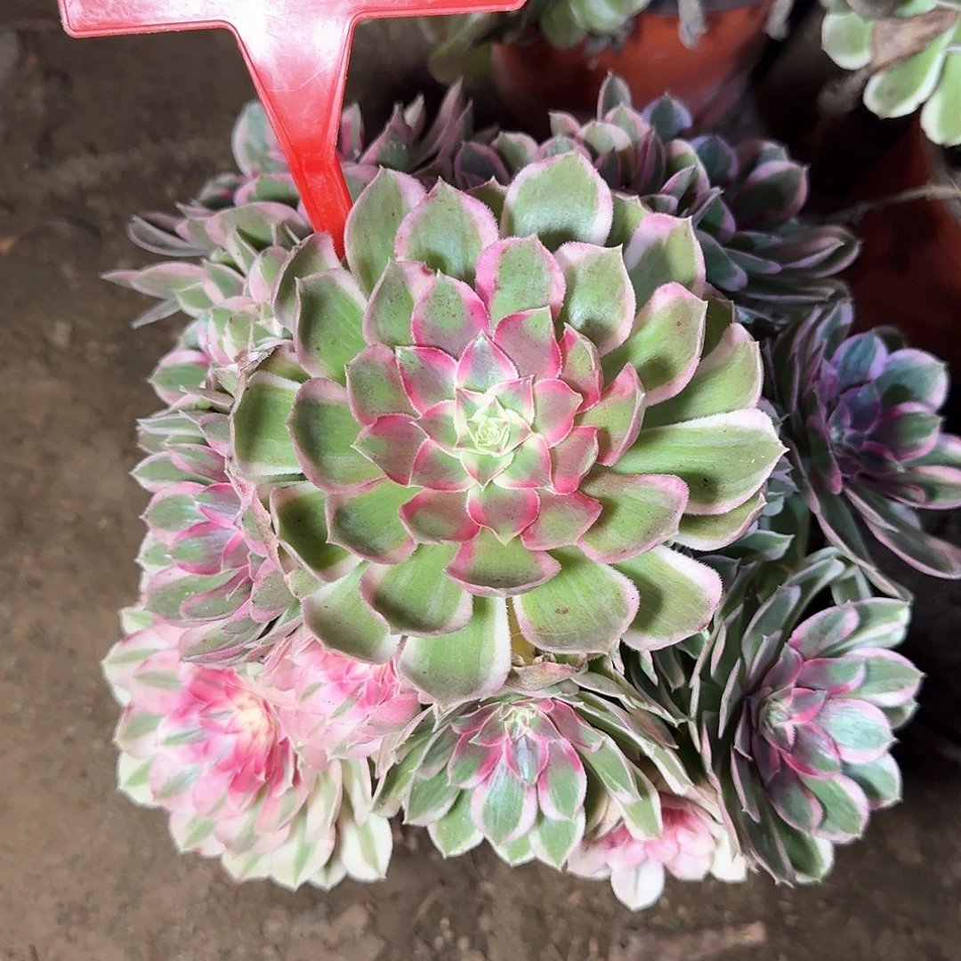 4155孔雀翎多肉法师