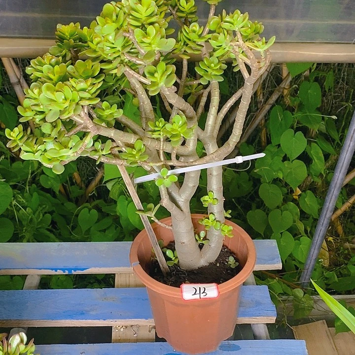 213姬红花月玉树多肉植物