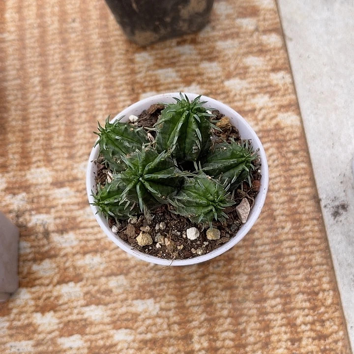 法利达大群一物一拍